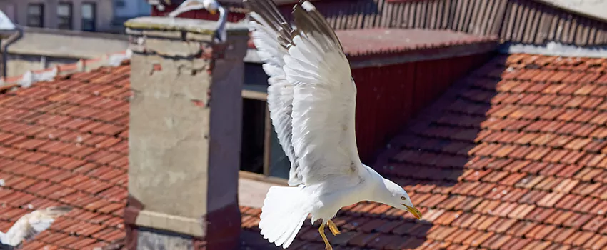 Residential Chimney Animal Removal Solution in Fort Myers, FL
